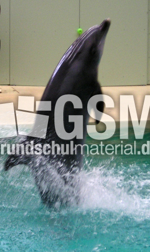Delfin.jpg